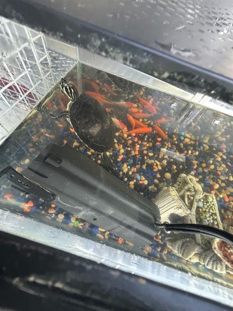 Goldfish