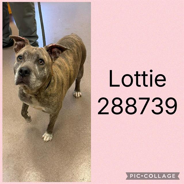 Lottie