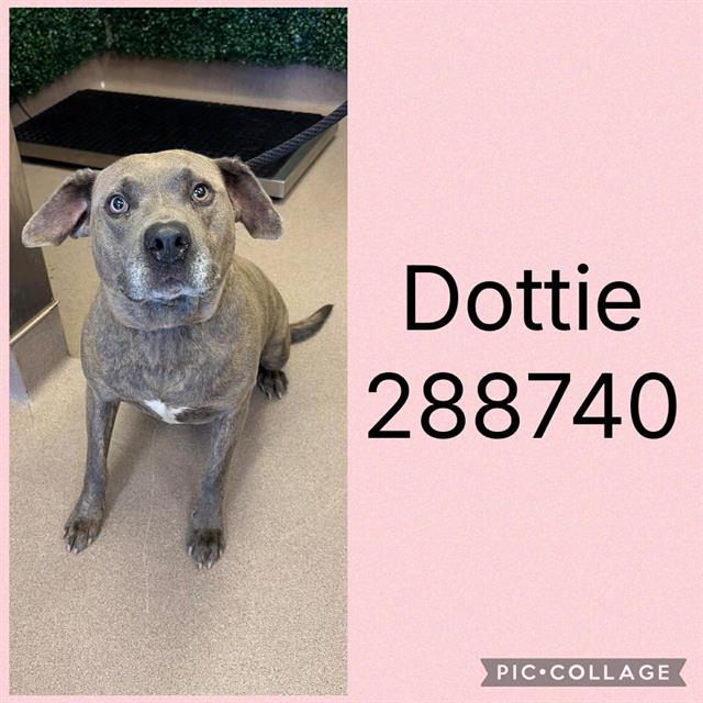 Dottie