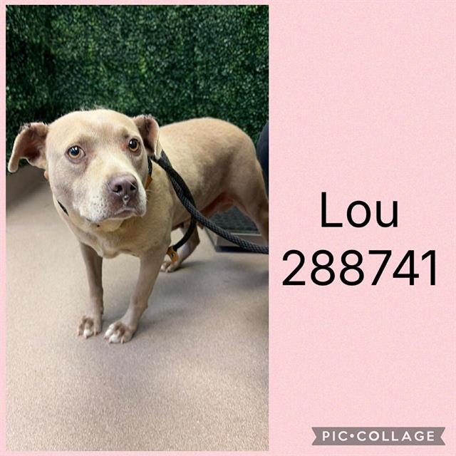 Lou