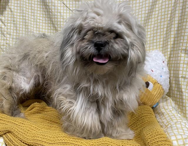 Adoptable Dog