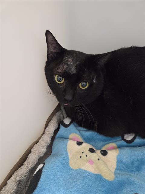 Vader