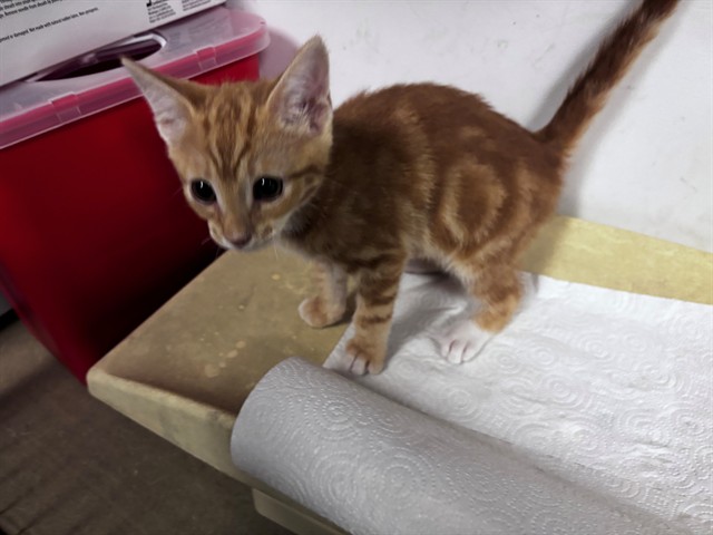 Adoptable Cat