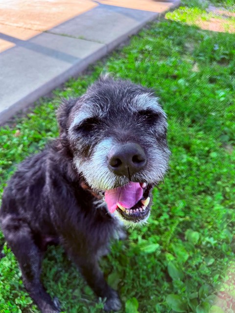 Angus