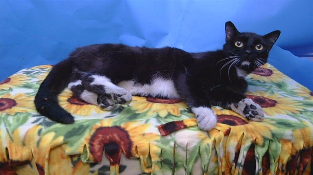 Sylvester