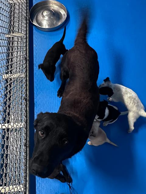 Adoptable Dog