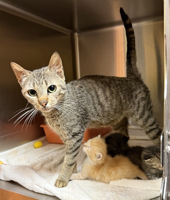 Adoptable Cat