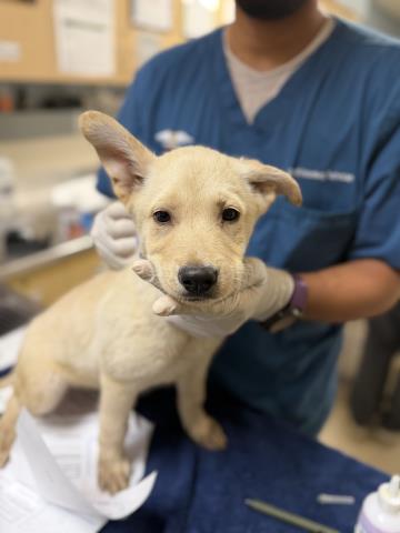 Adoptable Dog