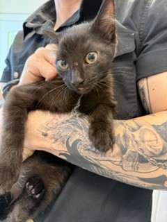 Adoptable Cat