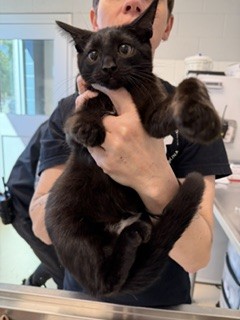 Adoptable Cat
