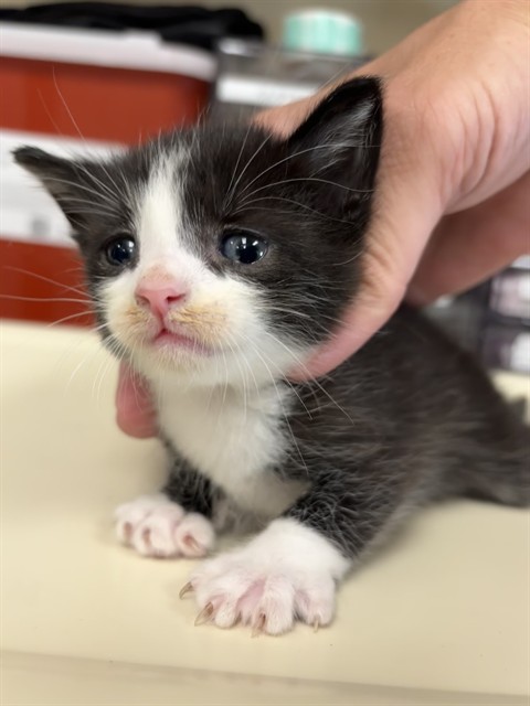 Shelter Staff Named Me *Velvet