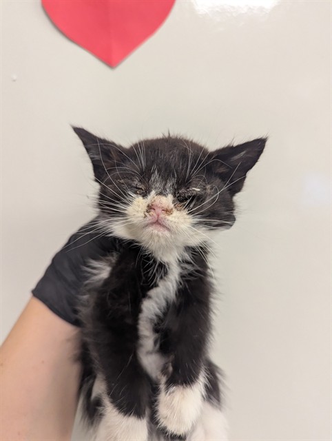 Ava - Needs A Foster
