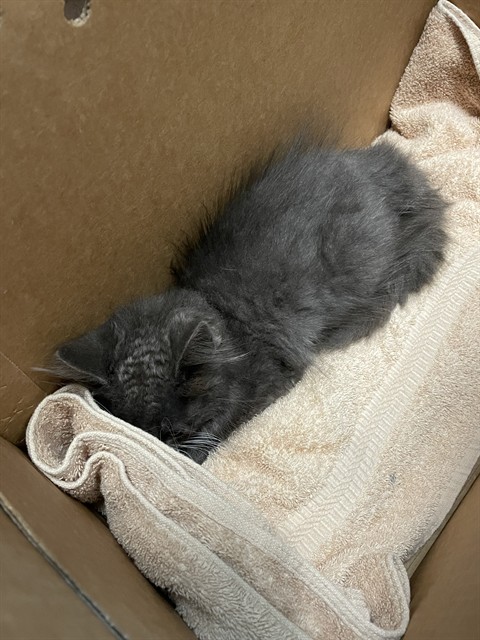 Sawyer