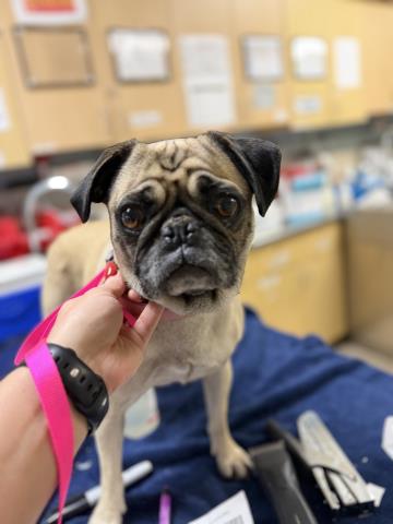 Adoptable Dog