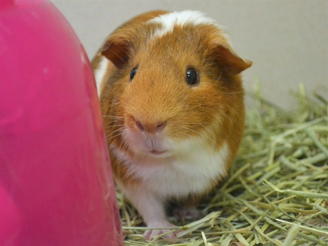 Hobbs