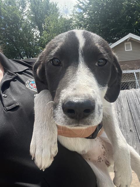 Little Dottie