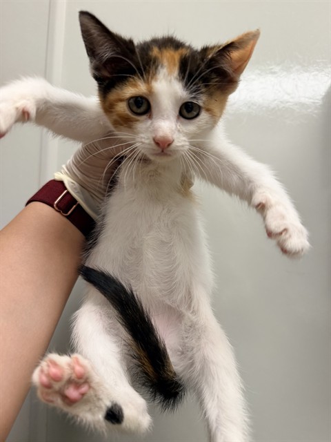 Kaia - In Foster