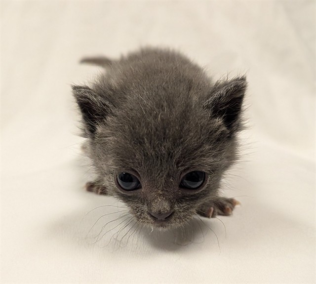 Toro - In Foster