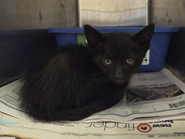 Adoptable Cat