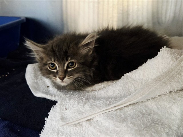 Adoptable Cat