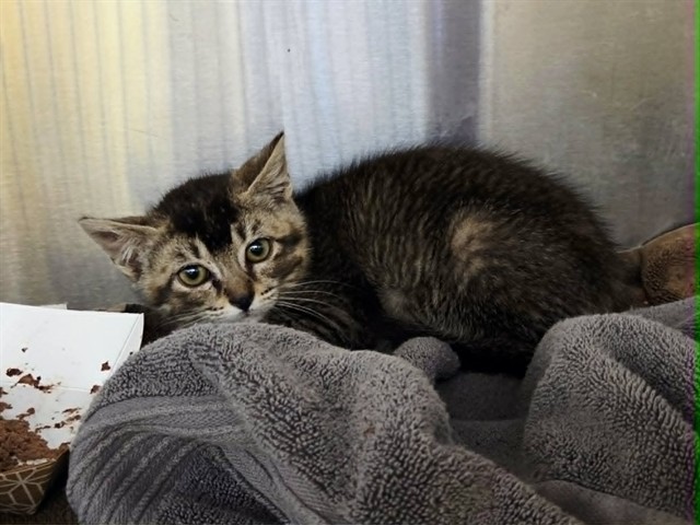 Adoptable Cat