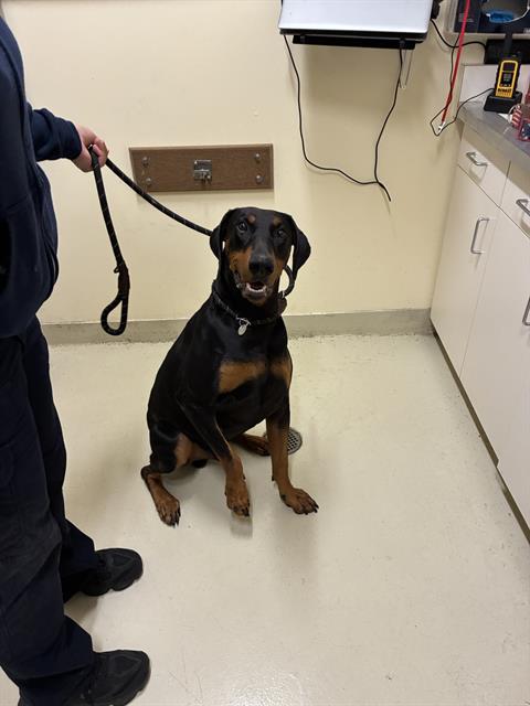 Adoptable Dog