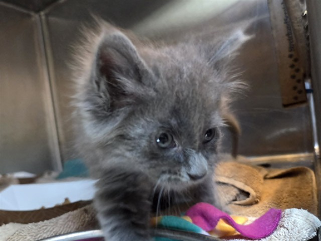 Adoptable Cat