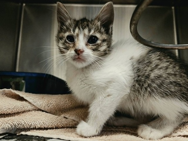 Adoptable Cat