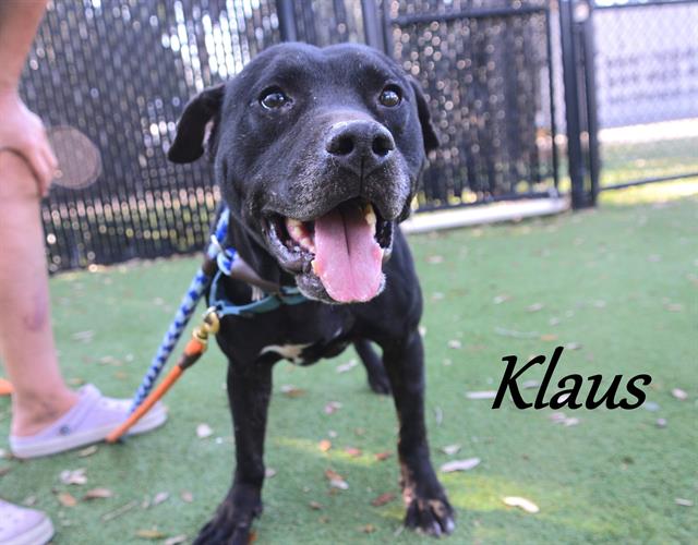 Klaus