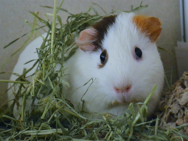 Fiona