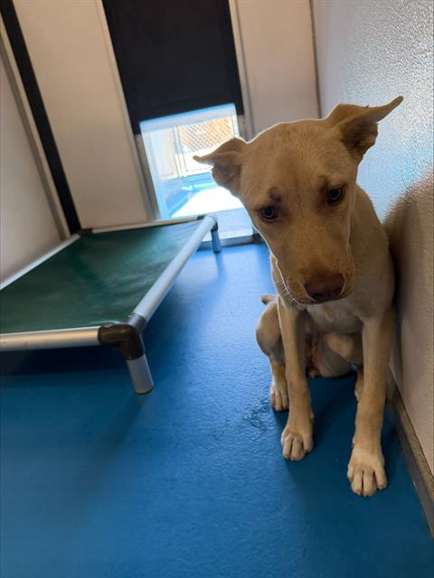 Adoptable Dog