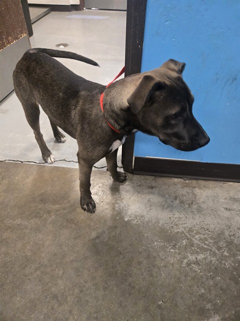 Adoptable Dog