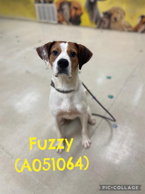 Fuzzy
