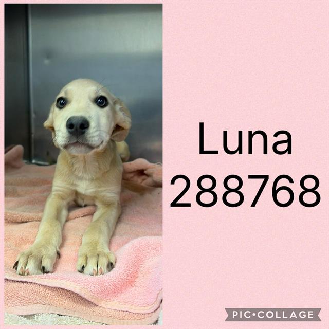 Luna