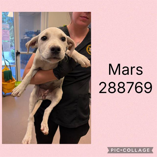 Mars