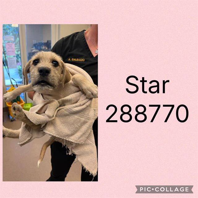 Star