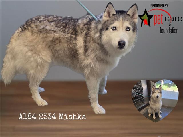 Mishka