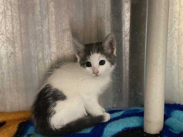 Mia