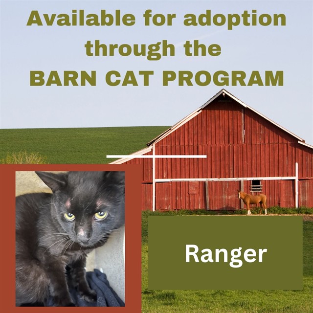 Ranger Barn Cat