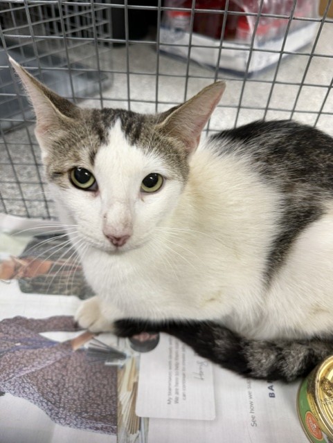 Adoptable Cat