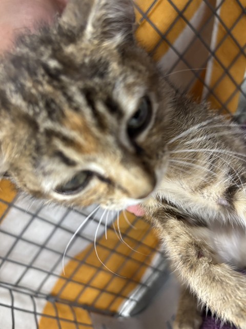 Adoptable Cat