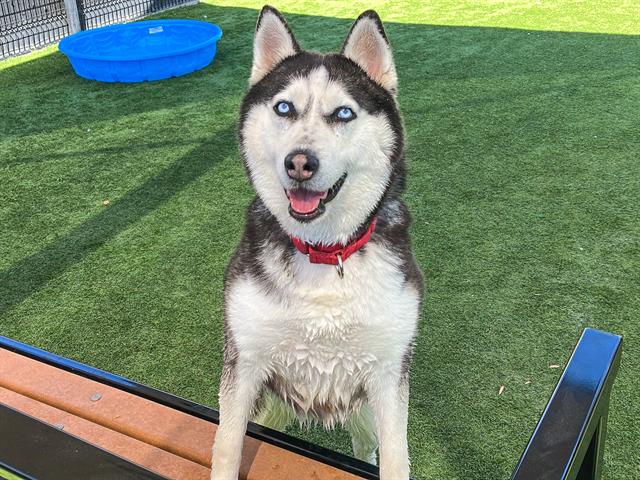 Nala