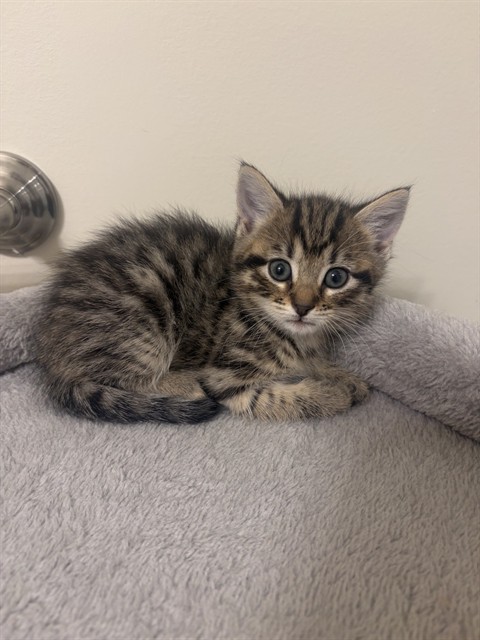 Rosie