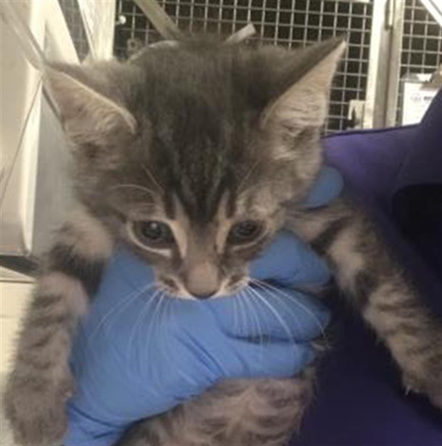 Adoptable Cat