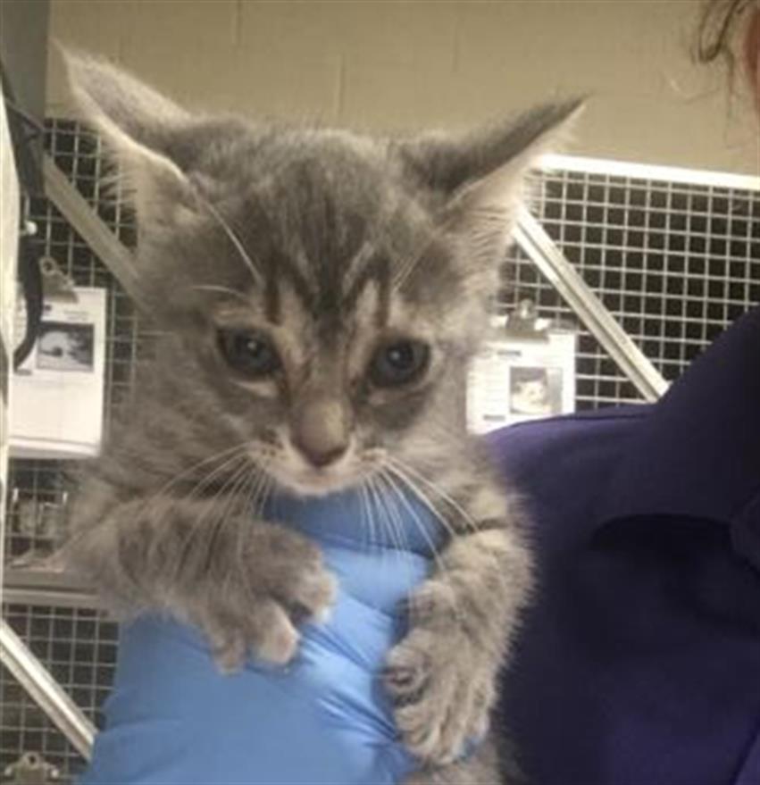 Adoptable Cat