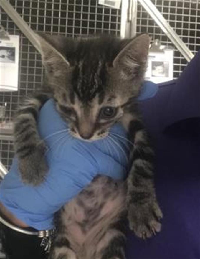 Adoptable Cat