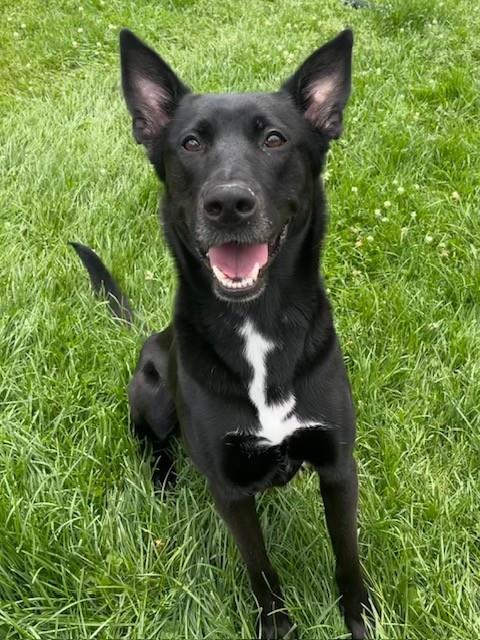 Pepper