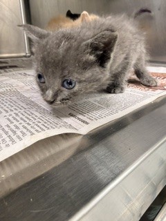 Adoptable Cat