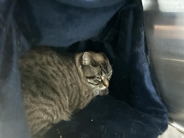 Kisa