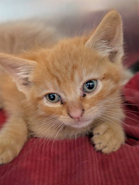 Orange Julius